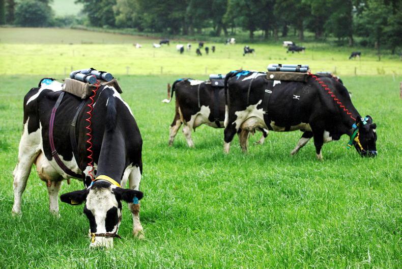 No livestock cuts ‘at the moment’, says DAERA No livestock cuts ‘at the moment’, says DAERA