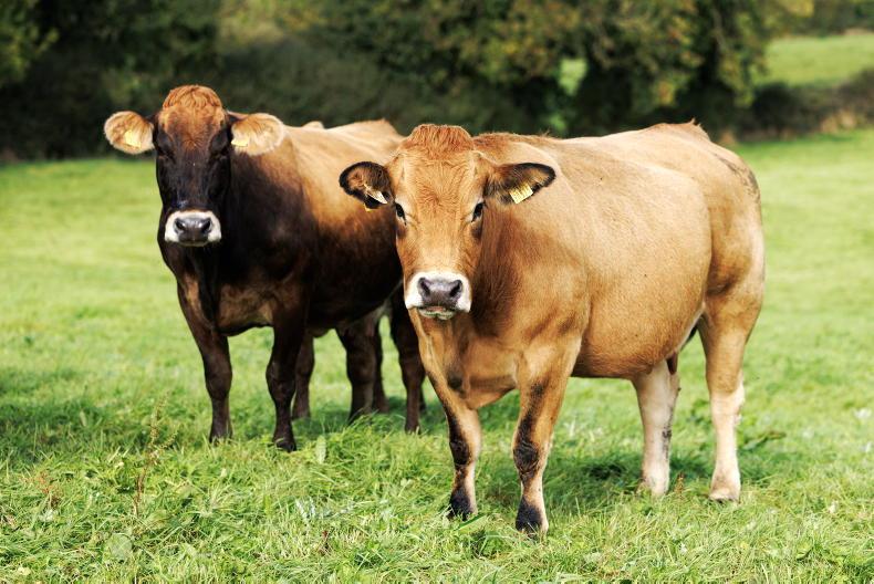Grass+ Beef: closing paddocks as growth drops Grass+ Beef: closing paddocks as growth drops