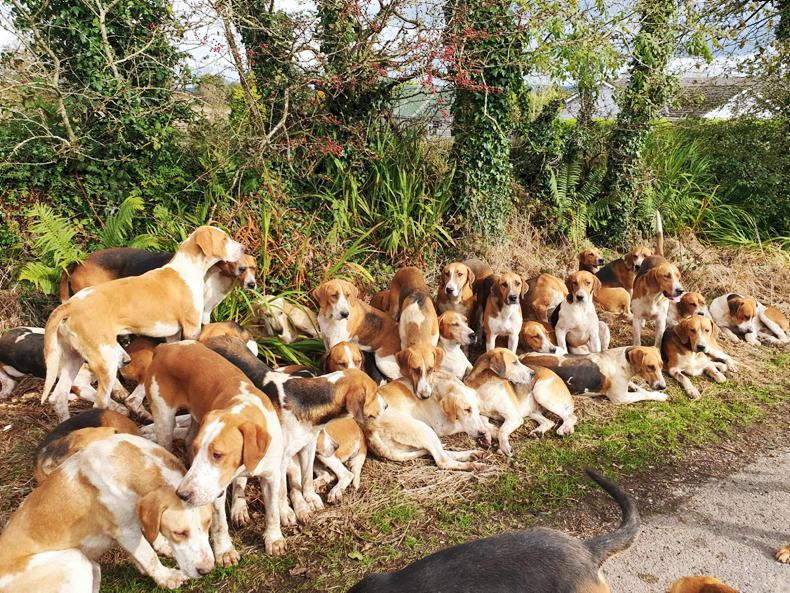 Dogs needed for hunting on hills, MLAs told Dogs needed for hunting on hills, MLAs told