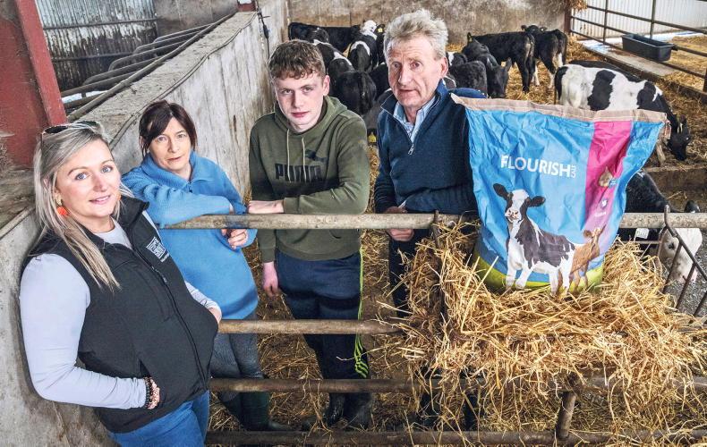 How the Nolan family is building its future herd How the Nolan family is building its future herd