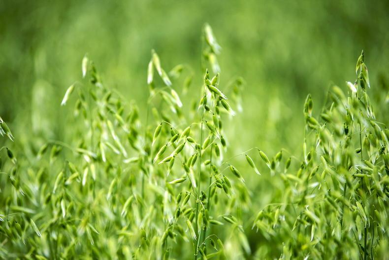 Majority of organic feed imported – mill needed Majority of organic feed imported – mill needed