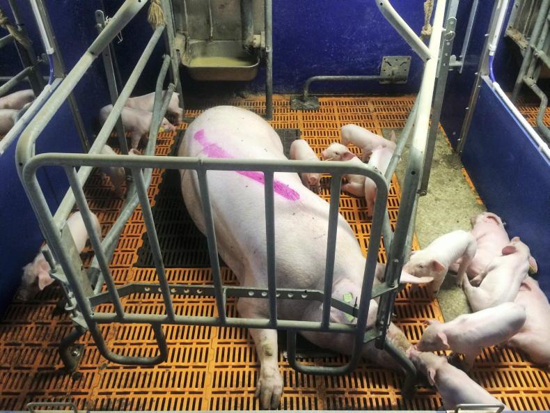 Pig farm cuts costs by €5.10 per pig after delaying weaning Pig farm cuts costs by €5.10 per pig after delaying weaning