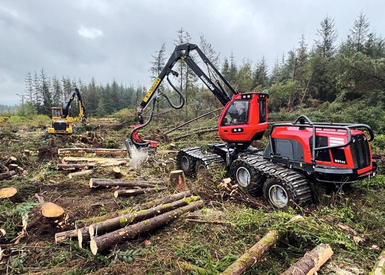 Seasonal timber harvesting ban may be on the cards to protect birds Seasonal timber harvesting ban may be on the cards to protect birds
