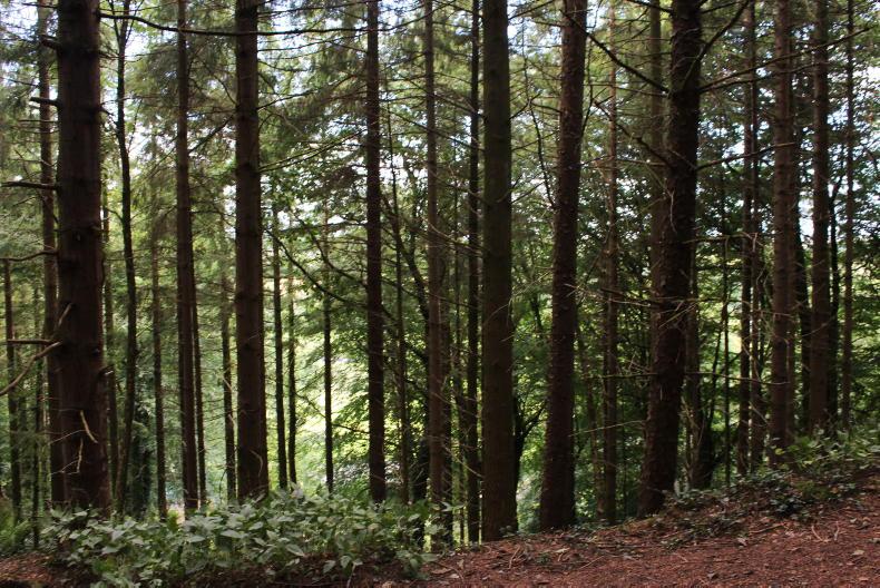 Ireland's forests may need a rethink as climate change brings new risks Ireland's forests may need a rethink as climate change brings new risks