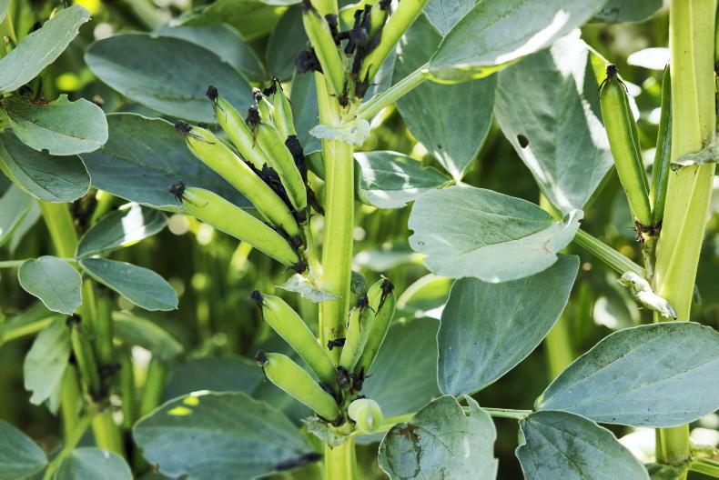 Growing barley after beans reduces environmental impact by 25% Growing barley after beans reduces environmental impact by 25%