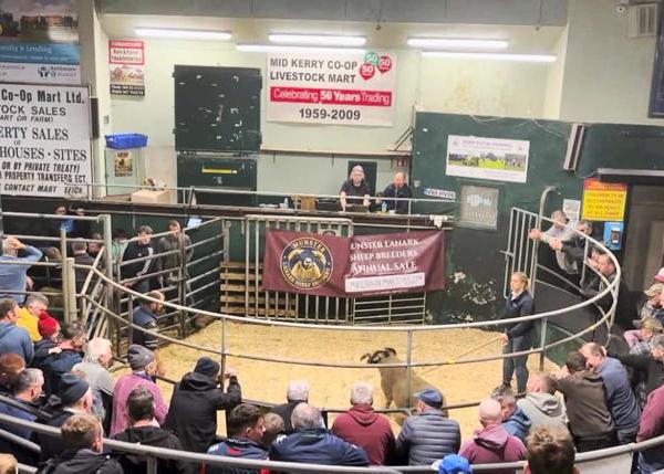 Munster Lanark sheep breeders first sale a great success Munster Lanark sheep breeders first sale a great success