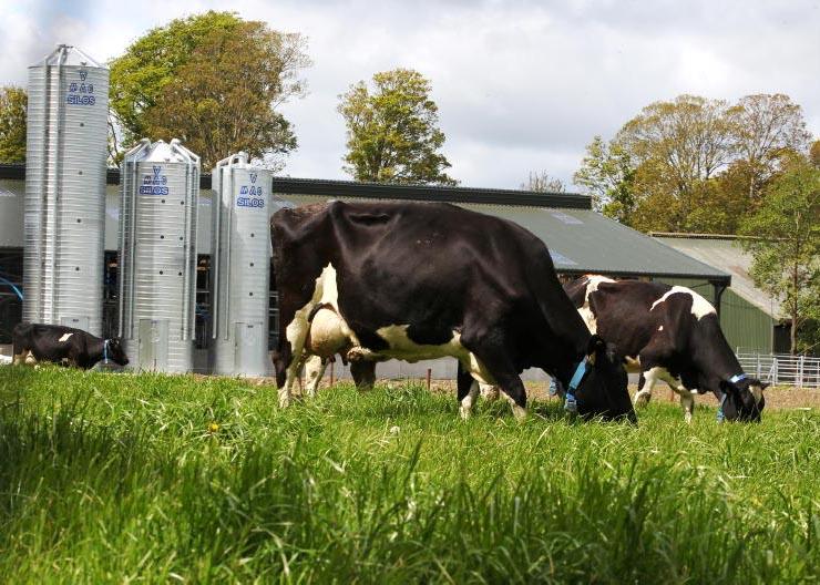 Can Irish grain improve dairy and livestock sustainability? Can Irish grain improve dairy and livestock sustainability?