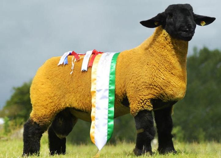 Gimmers sired by Kells T-Rex sire in demand among European buyers Gimmers sired by Kells T-Rex sire in demand among European buyers
