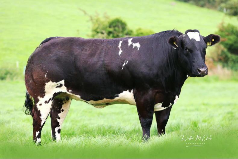 New sale record at Tumilty in-calf heifer sale New sale record at Tumilty in-calf heifer sale