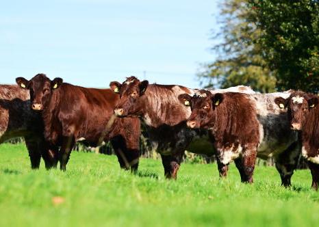 Glebefarm offers breeding females for the first time Glebefarm offers breeding females for the first time