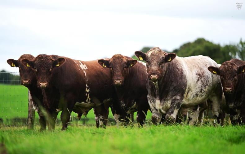 Glebefarm offers breeding females for the first time Glebefarm offers breeding females for the first time