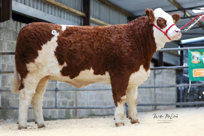 Heifer trade on fire at Simmental premier Heifer trade on fire at Simmental premier