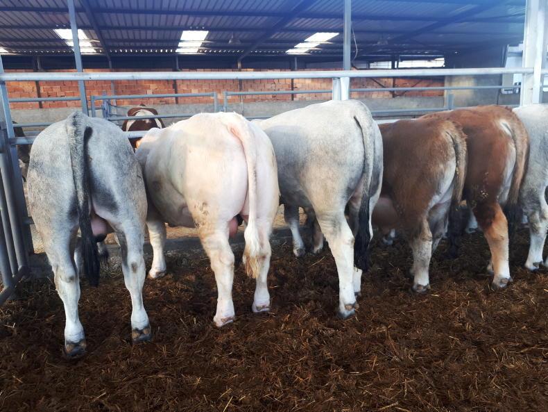 Algeria temporarily suspends live imports of cattle Algeria temporarily suspends live imports of cattle