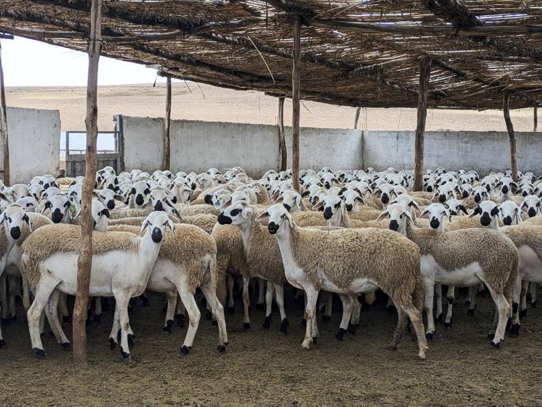 Rams selling for up to €1,000 per head in Morocco Rams selling for up to €1,000 per head in Morocco