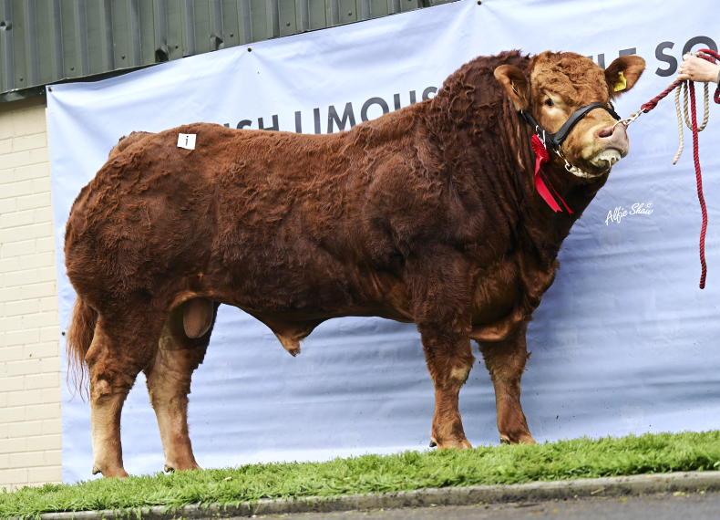 Kildare buyer secures top-priced Limousin bull at €17,000 Kildare buyer secures top-priced Limousin bull at €17,000