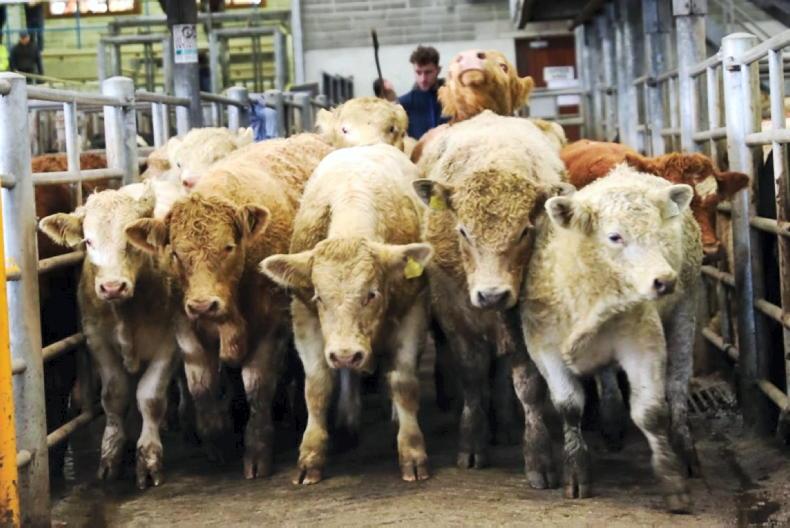 Camera at the Mart: Skibbereen sale sees over 1,000 cattle on offer Camera at the Mart: Skibbereen sale sees over 1,000 cattle on offer