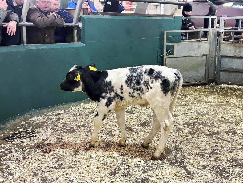 Camera at the Mart: keen demand for dropped calves at Omagh Mart Camera at the Mart: keen demand for dropped calves at Omagh Mart