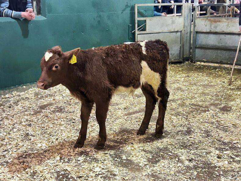 Camera at the Mart: keen demand for dropped calves at Omagh Mart Camera at the Mart: keen demand for dropped calves at Omagh Mart