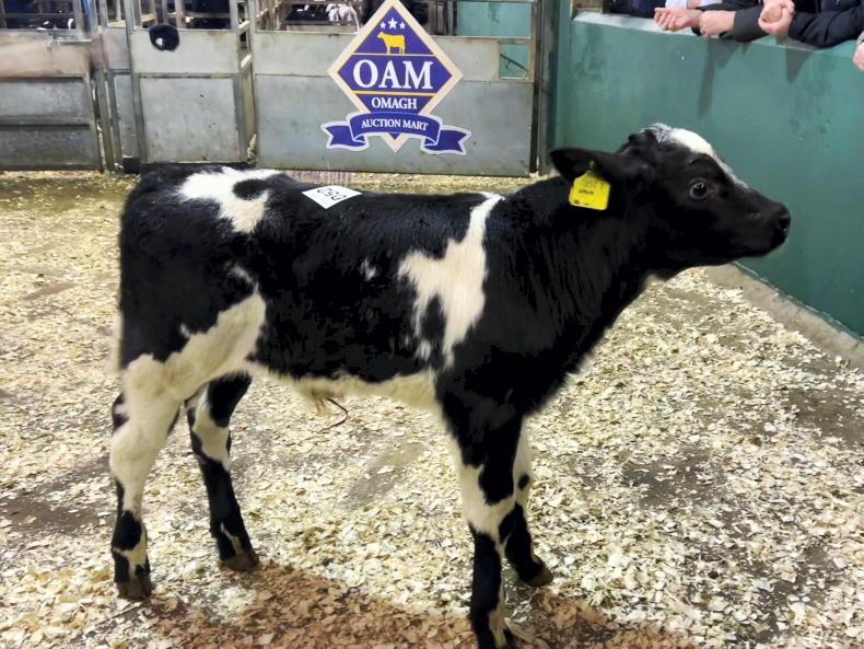 Camera at the Mart: keen demand for dropped calves at Omagh Mart Camera at the Mart: keen demand for dropped calves at Omagh Mart