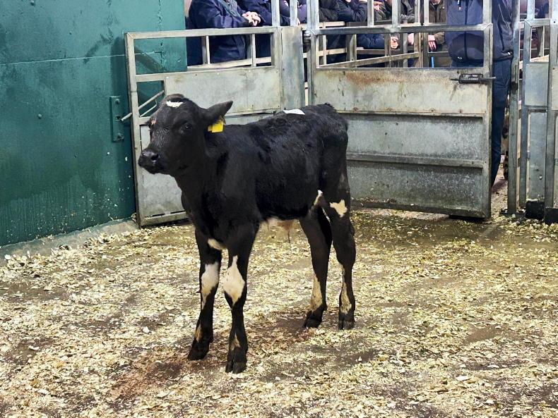 Camera at the Mart: keen demand for dropped calves at Omagh Mart Camera at the Mart: keen demand for dropped calves at Omagh Mart