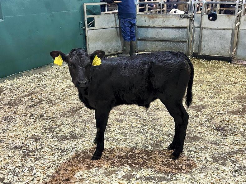 Camera at the Mart: keen demand for dropped calves at Omagh Mart Camera at the Mart: keen demand for dropped calves at Omagh Mart