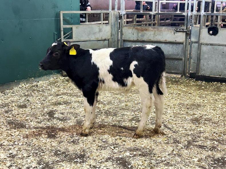 Camera at the Mart: keen demand for dropped calves at Omagh Mart Camera at the Mart: keen demand for dropped calves at Omagh Mart