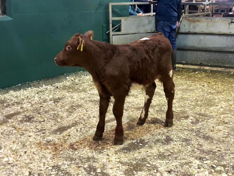 Camera at the Mart: keen demand for dropped calves at Omagh Mart Camera at the Mart: keen demand for dropped calves at Omagh Mart
