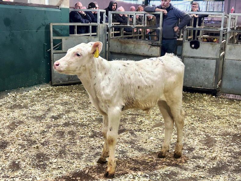 Camera at the Mart: keen demand for dropped calves at Omagh Mart Camera at the Mart: keen demand for dropped calves at Omagh Mart