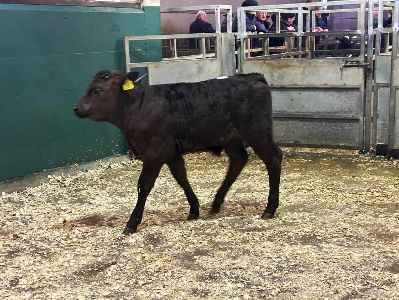 Camera at the Mart: keen demand for dropped calves at Omagh Mart Camera at the Mart: keen demand for dropped calves at Omagh Mart