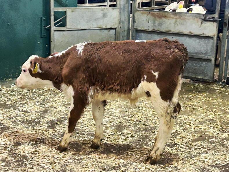 Camera at the Mart: keen demand for dropped calves at Omagh Mart Camera at the Mart: keen demand for dropped calves at Omagh Mart