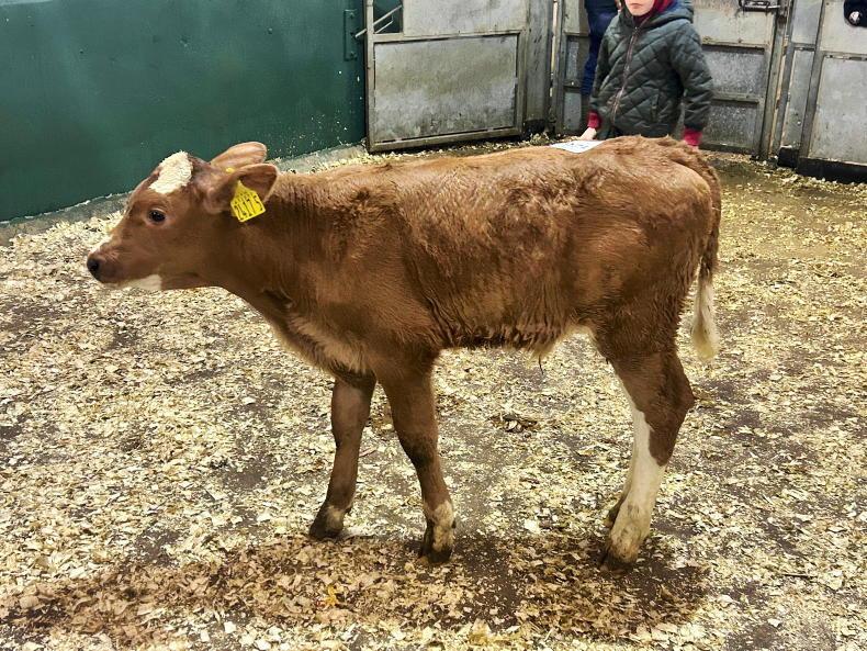 Camera at the Mart: keen demand for dropped calves at Omagh Mart Camera at the Mart: keen demand for dropped calves at Omagh Mart