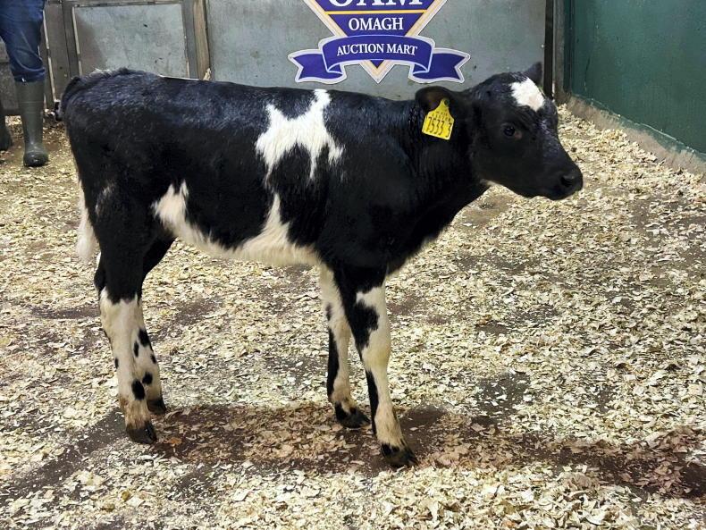 Camera at the Mart: keen demand for dropped calves at Omagh Mart Camera at the Mart: keen demand for dropped calves at Omagh Mart