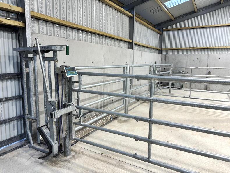 Inside a €98,000 Mayo suckler shed with some clever stainless-steel additions Inside a €98,000 Mayo suckler shed with some clever stainless-steel additions
