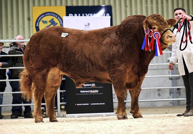 Limousin bulls in demand at Ballymena Limousin bulls in demand at Ballymena