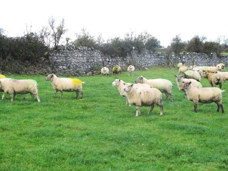 Sheep management: guarding against fertility issues, bluetongue virus and FYM Sheep management: guarding against fertility issues, bluetongue virus and FYM