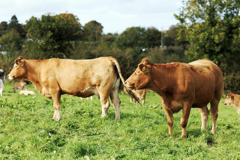 Grass+ Beef: every day a bonus from now Grass+ Beef: every day a bonus from now