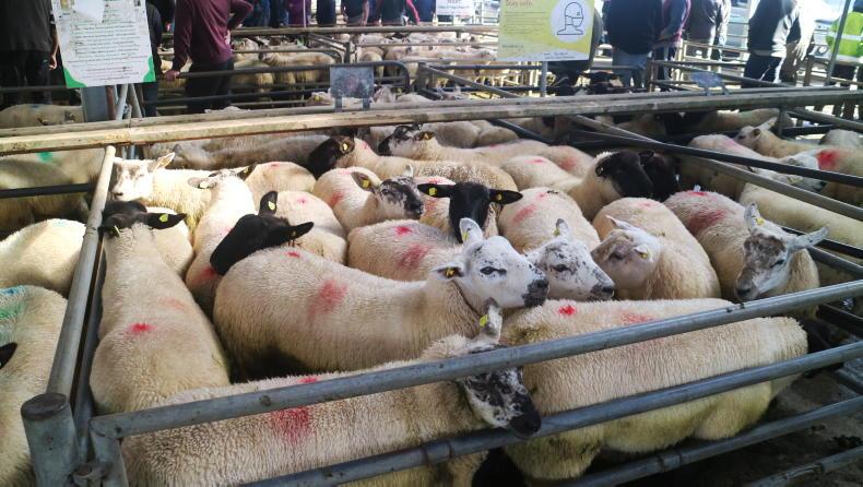 Sheep mart prices: all classes of sheep a steady trade Sheep mart prices: all classes of sheep a steady trade