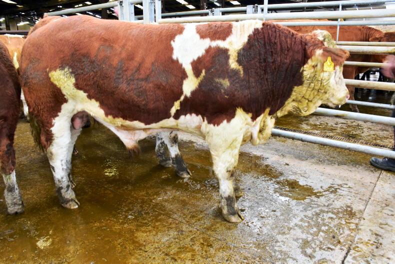 Northern View: cattle quotes hold on in most cases Northern View: cattle quotes hold on in most cases