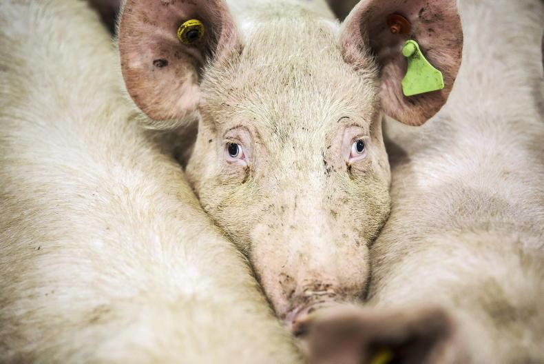 Ban on carbon-dioxide stunning of pigs Ban on carbon-dioxide stunning of pigs